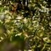 milleproroghe-lintervento-in-agricoltura