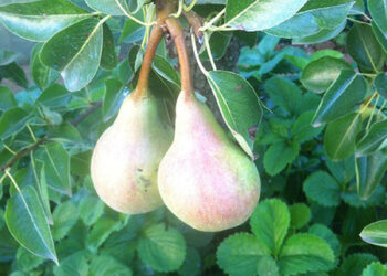 aziende-agricole-arriva-il-pai