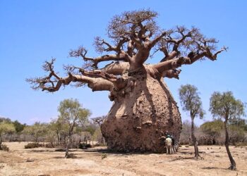 africa-il-baobab-sta-morendo