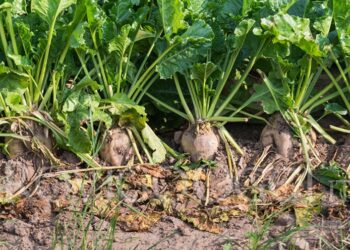 zucchero-settore-in-grave-crisi-in-europa