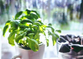 italia-sempre-piu-biologica