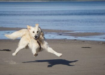 sabato-15-maggio-baubeach-riaprira-i-battenti