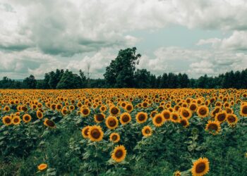 biologico-verso-lo-slittamento-del-nuovo-regolamento