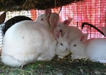 Benessere animale