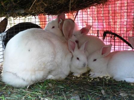 Benessere animale