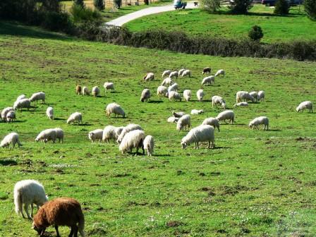 Zootecnia sarda: proposta misura sul benessere animale