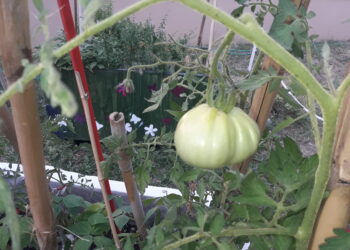 agroalimentare-italiano-dinamico-cresce-limport