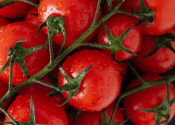 colture-bio-al-centro-vola-il-lazio