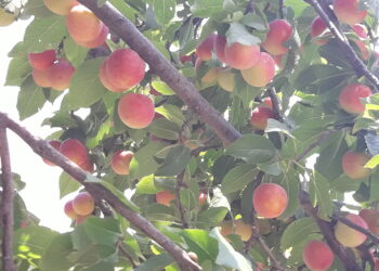 italia-molto-bene-lagricoltura-biodinamica