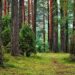 coronavirus-per-wwf-e-loccasione-giusta-per-un-nuovo-rapporto-tra-citta-e-natura