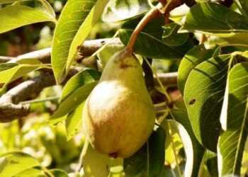 biofach-di-norimberga-il-meglio-del-bio-mondiale-si-riunisce