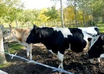 lo-sterco-diventa-energia-elettrica-termica-e-creativa