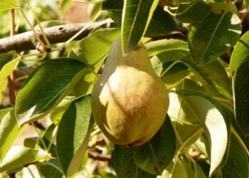 biologico-crescono-i-consumi-e-lapprezzamento-degli-italiani