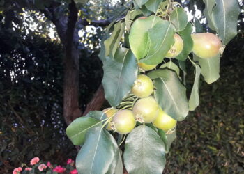 biologico-quasi-pronto-il-nuovo-regolamento-ue