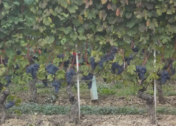 sicilia-pubblicato-il-bando-per-lagricoltura-biologica