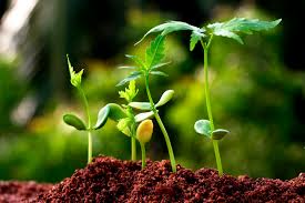 biotecnologie-futuro-anche-italiano