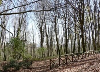 italia-cresce-la-superificie-boschiva