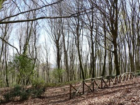 italia-cresce-la-superificie-boschiva