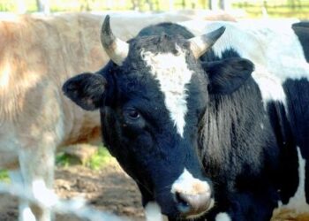 fiera-del-bovino-da-latte-a-cremonafiere-dal-28-al-31-ottobre-2015