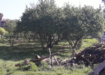 brexit-caos-nellagricoltura-inglese