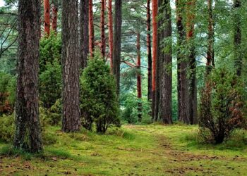 legno-materiale-da-costruzione-nel-rispetto-dellambiente