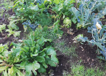 legge-sul-biologico-il-senato-approva-in-commissione