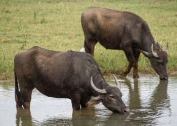 campania-il-tar-si-pronuncia-in-favore-degli-allevatori