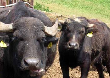 abolito-lobbligo-di-rilascio-del-passaporto-per-bovini-e-bufalini