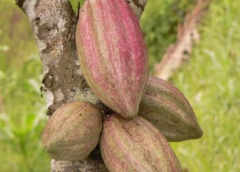 allarme-il-cacao-provoca-deforestazione