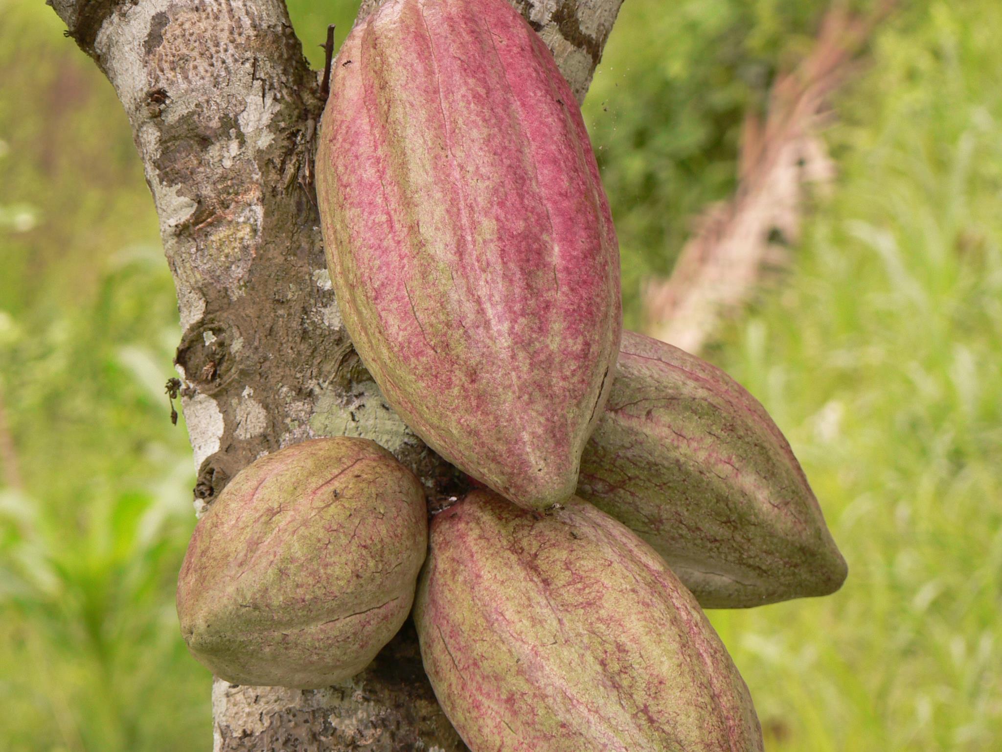 allarme-il-cacao-provoca-deforestazione