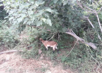 cambiamenti-climatici-nuovo-cammino-in-montagna