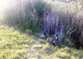 il-cambiamento-climatico-in-italia