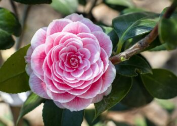 il-camelieto-del-castello-di-miradolo--invito-al-parco-da-sabato-2-aprile