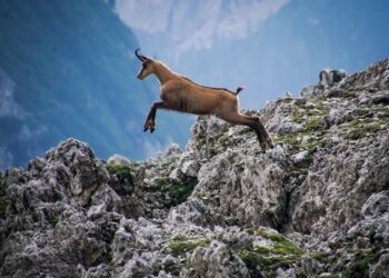 il-parco-nazionale-gran-paradiso-riceve-il-green-travel-award-2022