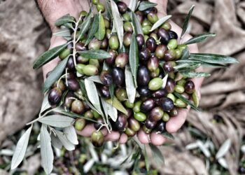 gelate-primaverili-seri-danni-per-lolivicoltura-nazionale