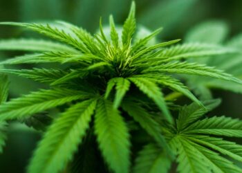 canapa-industriale-in-calabria--ancica-uci--in--regione-per-il-via-alla-filiera