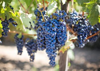 il-lockdown-fa-soffrire-soprattutto-le-cantine-italiane