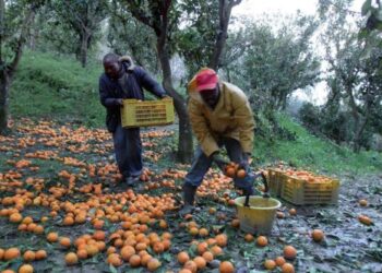 caporalato-piaga-che-produce-miliardi