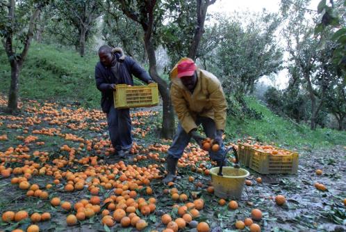 caporalato-piaga-che-produce-miliardi