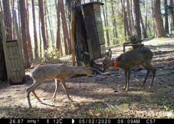 capriolo-cambia-il-clima-e-sale-piu-in-quota