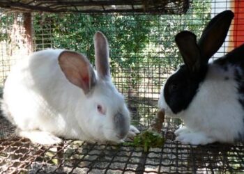 cresce-il-consumo-di-carne-bianca