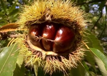 vallerano-xv-edizione-della-festa-della-castagna