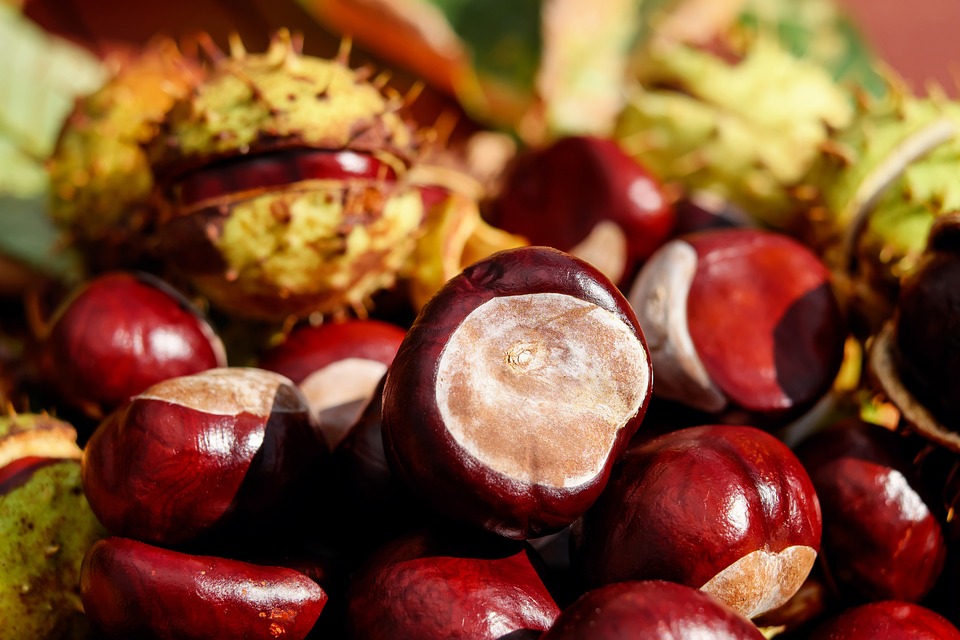 landamento-delle-produzioni-agricole-autunno-–-vernine-luci-ed-ombre