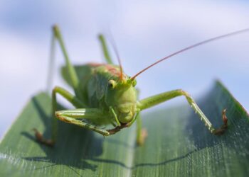 le-cavallette-flagellano-la-sardegna
