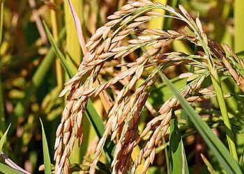 frumento-raccolto-minacciato-dal-clima