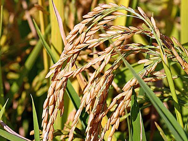 frumento-raccolto-minacciato-dal-clima