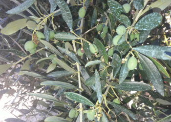 olio-doliva-sale-la-produzione-mondiale