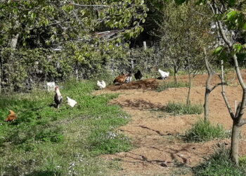 assicurazioni-agricole-sbloccati-rimborsi