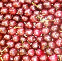 Le ciliegie italiane puntano ai mercati extraeuropei