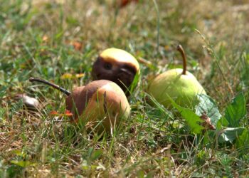 def-80-milioni-per-lagricoltura